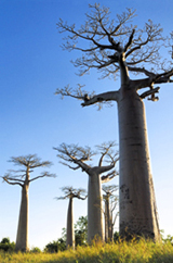 Baobab Sariche (Adansonia digitata seed oil)
