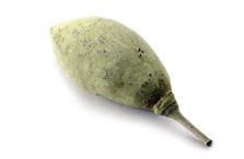 Origin of baobab oil