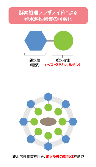 酵素処理フラボノイドによる難水溶性物質の可溶化